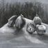 Dana coings fusain et pastel 19 09 2026