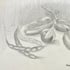 Rose-Marie légumes d'été crayon 22 09 2026